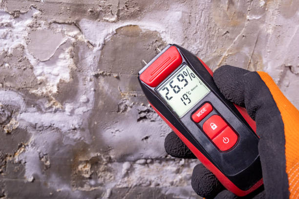 Best Mold Damage Repair  in Wailea, HI