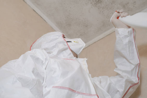 Best Toxic Mold Removal  in Wailea, HI
