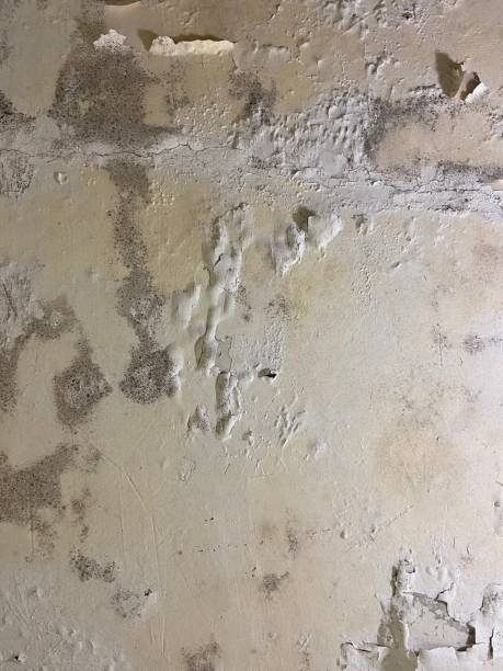 Mold Testing and Removal in Wailea, HI
