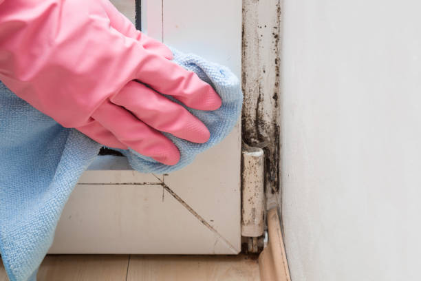 Best Attic Mold Removal  in Wailea, HI